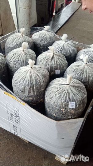 Готовые блоки Вешенки