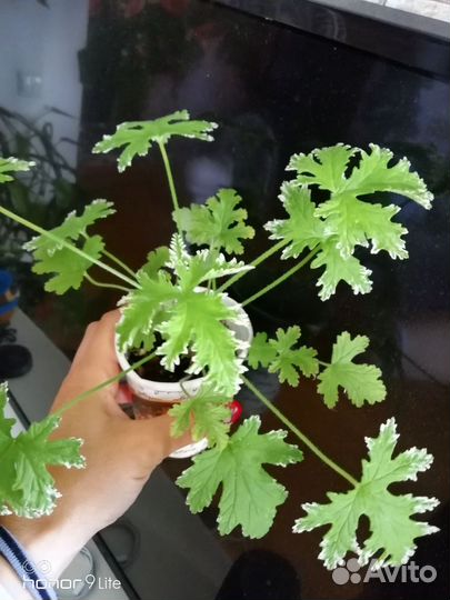 Пеларгония с цитрусовым ароматом,варьегатные сорта