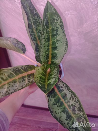 Аглаонема Чатра монгол