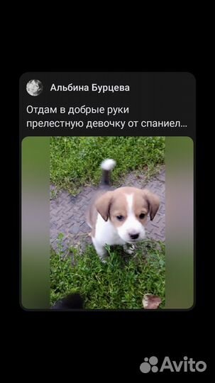 Щенки от спаниеля