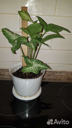 Сингониум остролистный