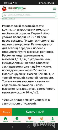 Рассада помидор