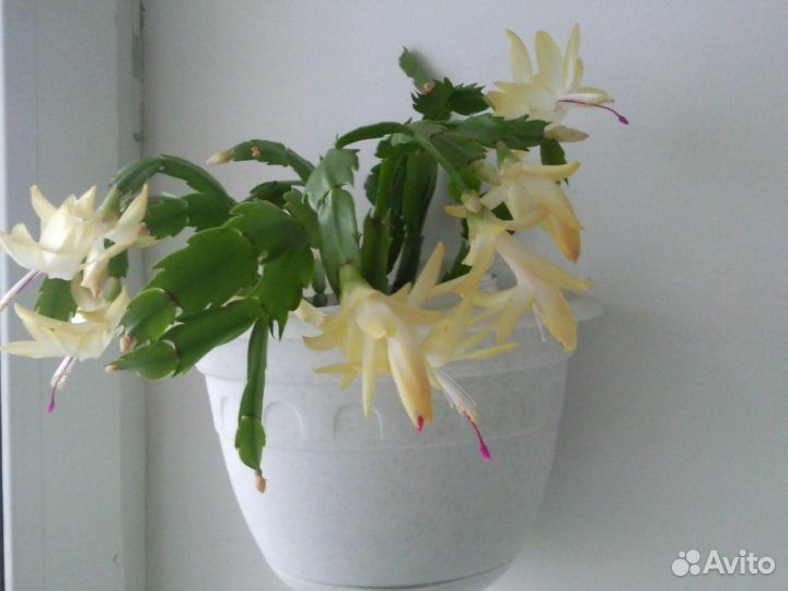 Декабрист бледно желтый