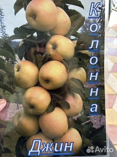 Яблоня, груша, вишня, черешня и тд