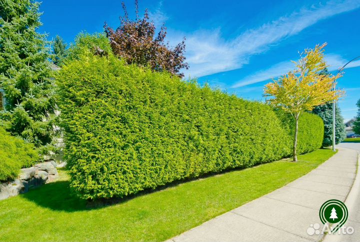 Туя Брабант для дачи. Питомник