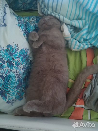 Вязка с котом Ричардом