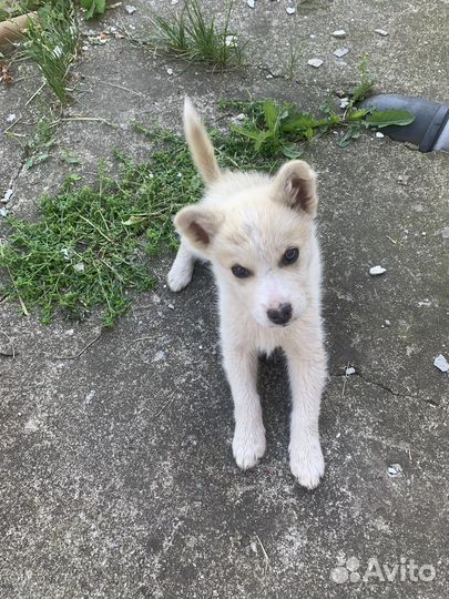 Щенки дворняжки и хаски