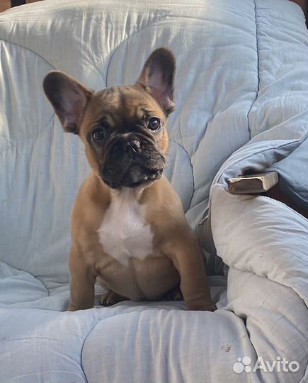 Шикарные французские булечки