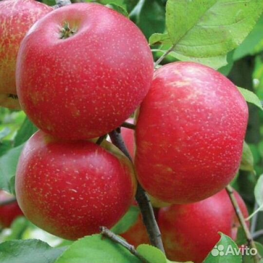 Яблоня Хоней Крисп(Медовый Хруст)