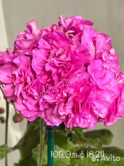 Пеларгония герань