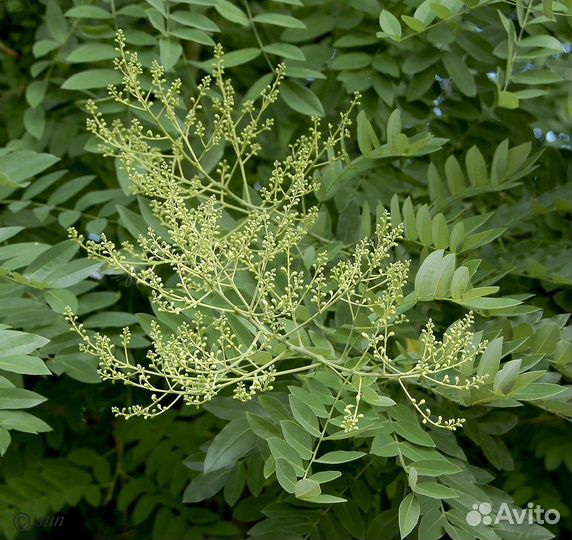 Софора японская и мелколистная, семена