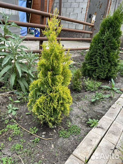 Туя смарагд