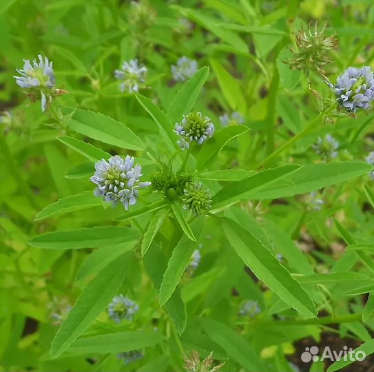 Пажитник голубой (семена)