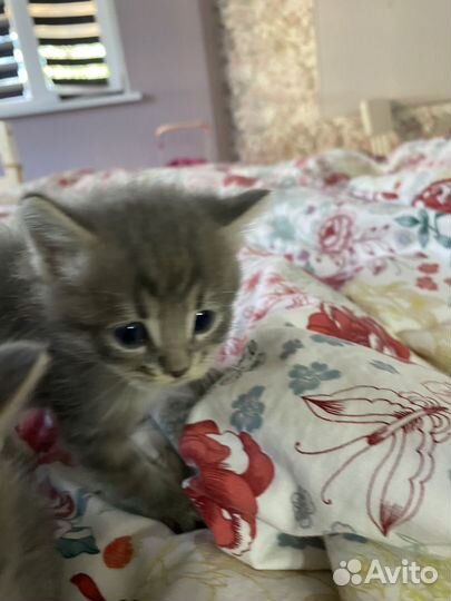 Кошка в дар