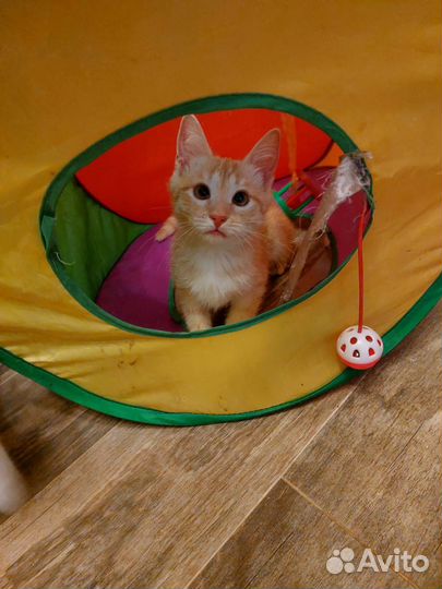 Котик в добрые руки бесплатно