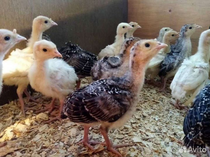 Индюшата подрощенные