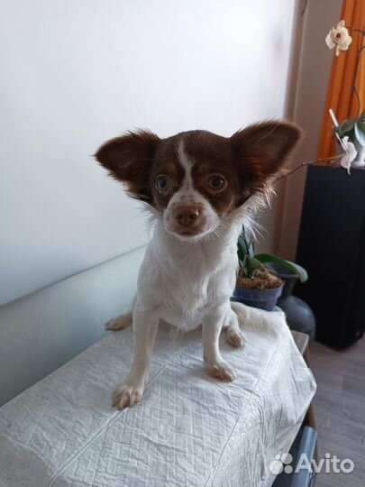 Чихуа хуа мальчик