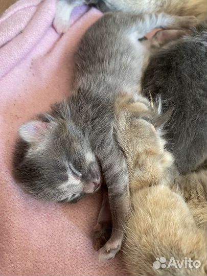 Котята отдам бесплатно