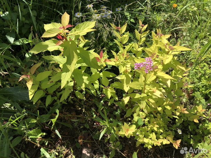 Многолетники для сада, цветы, растения