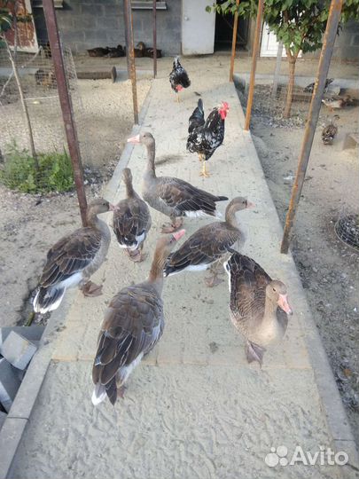 Продам Гусей серых диких