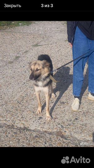 Бруня ищет дом