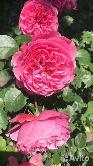 Саженцы роз