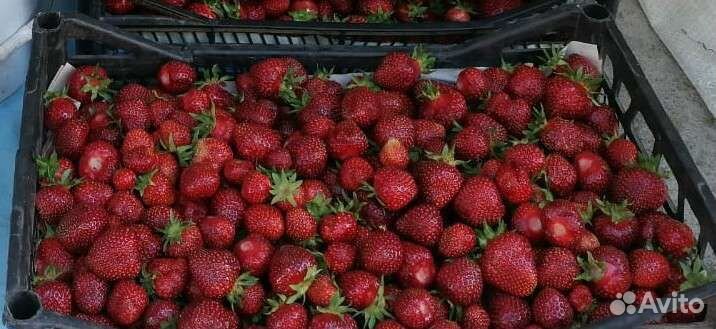 Клубника Зенга Зенгана