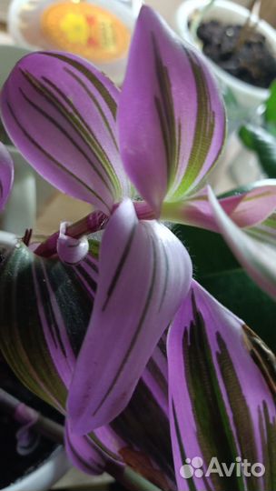 Традесканция нанук