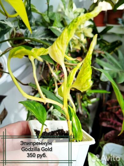 Сциндапсусы (эпипремнумы)