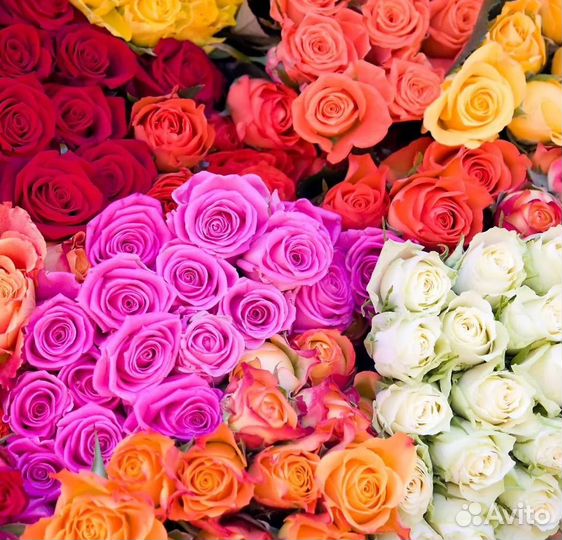 Розы оптом
