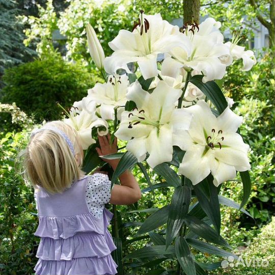 Лилия Претти Вумен