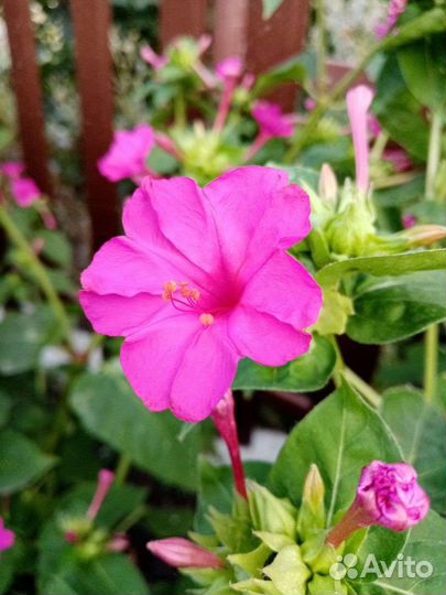 Мирабилис (семена)