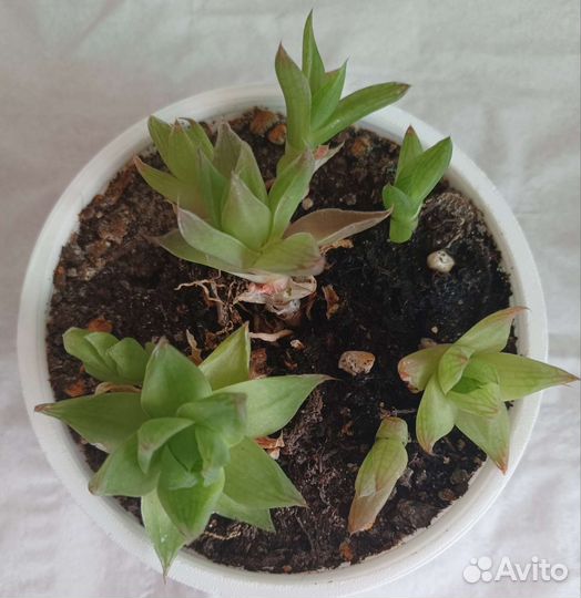 Суккуленты