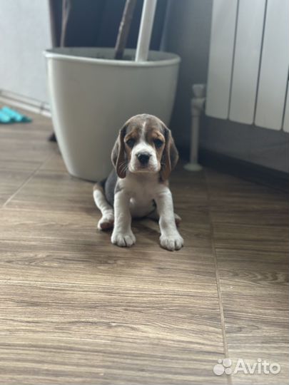 Щенки бигля