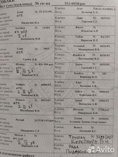 Русская пегая гончая