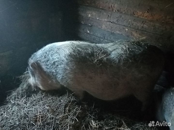 Вьетнамский кабан