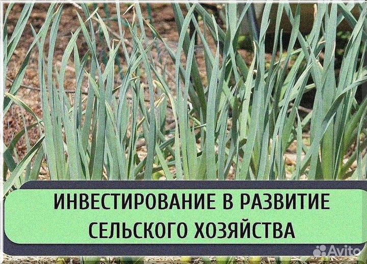 Ищу инвестора. Пассивный доход до 500 тыс. руб