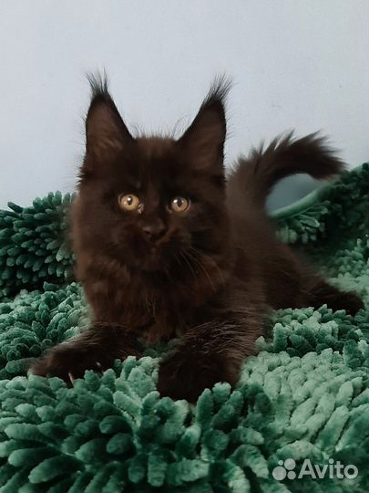 Мейн-кун уголёк