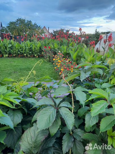 Клубни канны