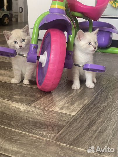 Красивые котята