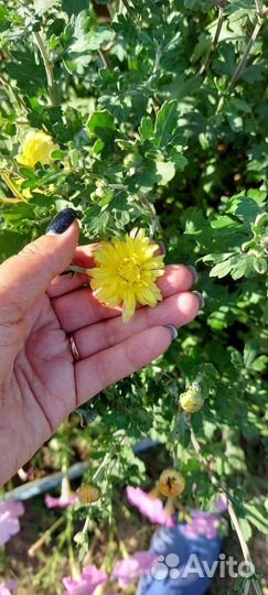 Хризантема хамелеон жёлтая на Лодыгина