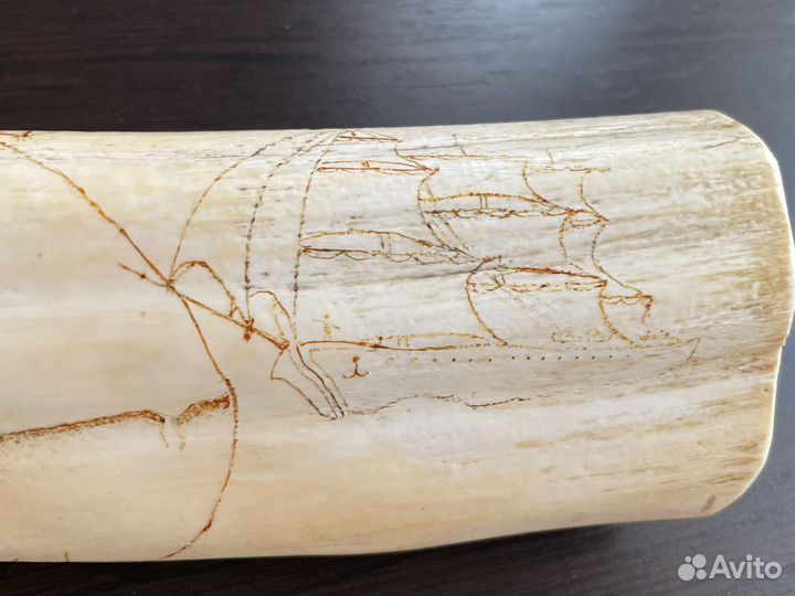 Имитация сувенир клык моржа