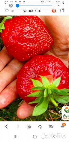 Рассада клубники Гигант Джорнея,Маршал.Ягоды