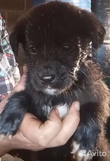 Щенята мальчики