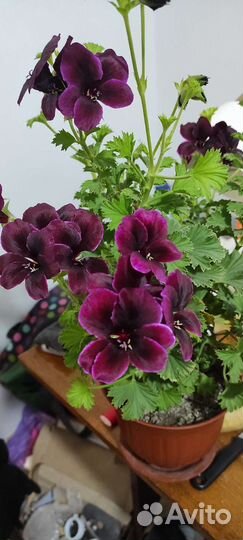 Пеларгония герань королевская,колеус Блюма