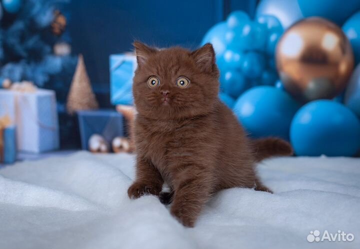 Шоколадный мальчик в любимцы