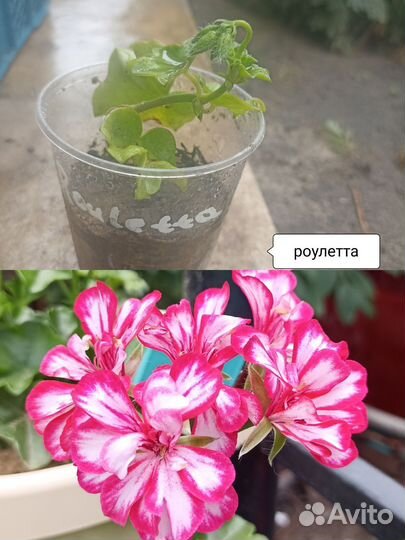 Пеларгония герань сортовая