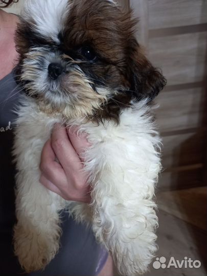 Щенок ши-тцу