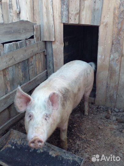 Продажа свиней