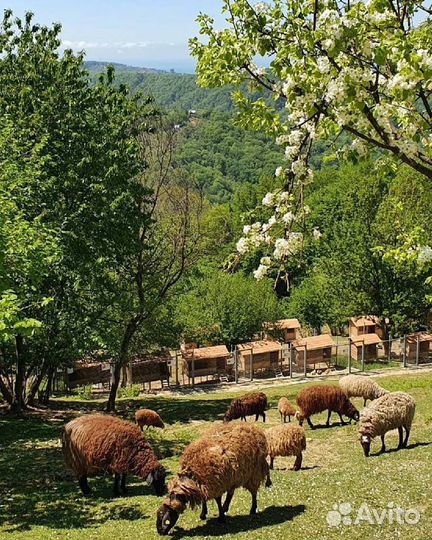 Экскурсия в долину Мацеста